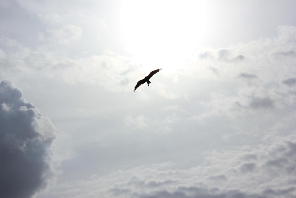 silhouette of bird flying