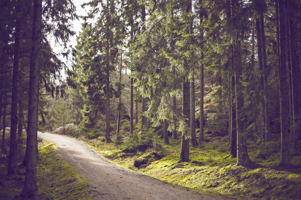 pathway between trees at daytime