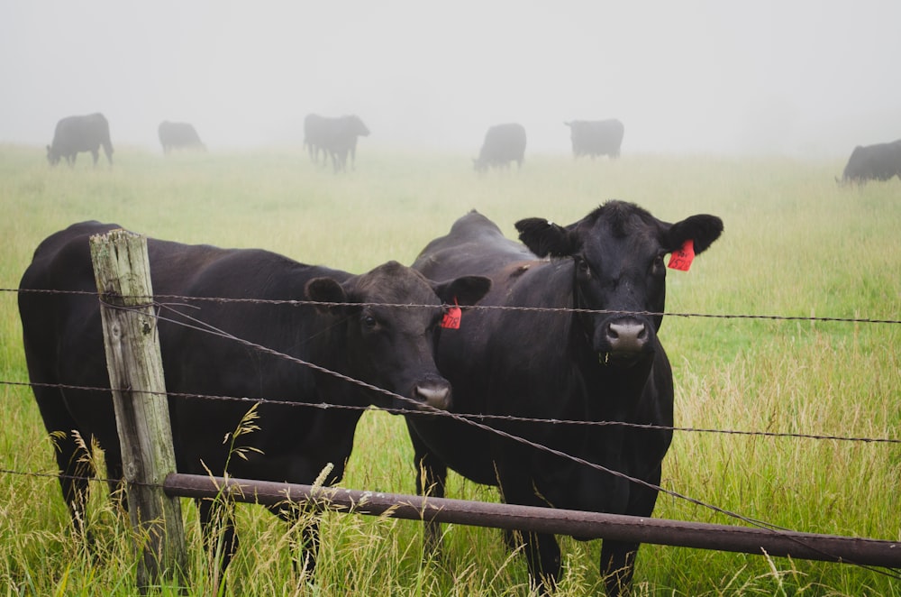 Dois bovinos de camisa preta na fazenda