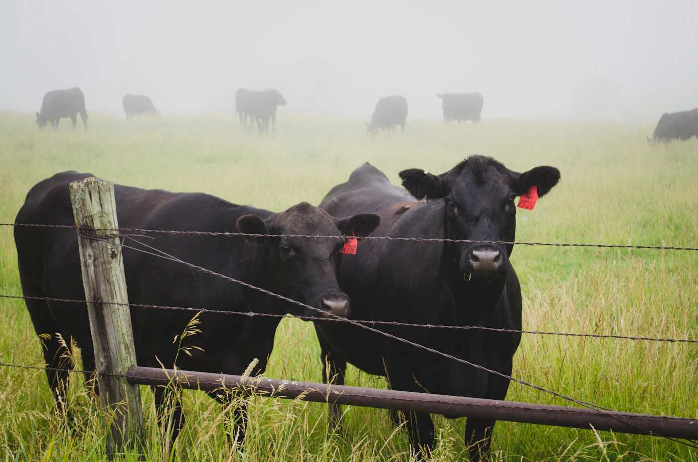 Cows Feeding In The Field