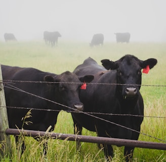 two black jersey cattle on ranch
