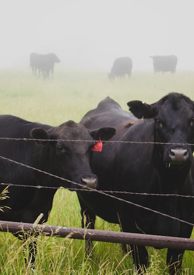 two black jersey cattle on ranch