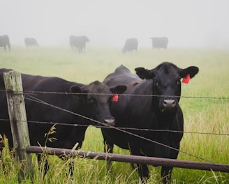 two black jersey cattle on ranch