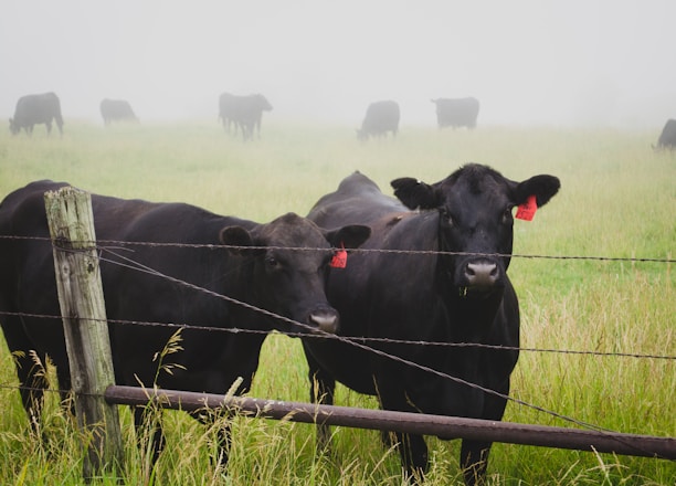 two black jersey cattle on ranch