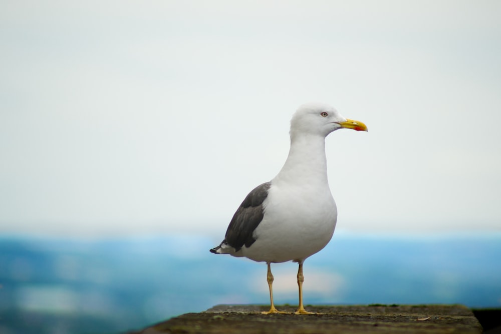 Weißer und grauer Vogel, der auf Betonplattform steht