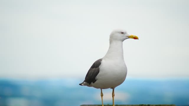 Seagull