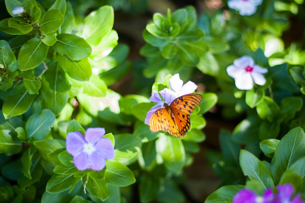 Fotografía de enfoque selectivo de mariposa en flor de pétalos púrpura