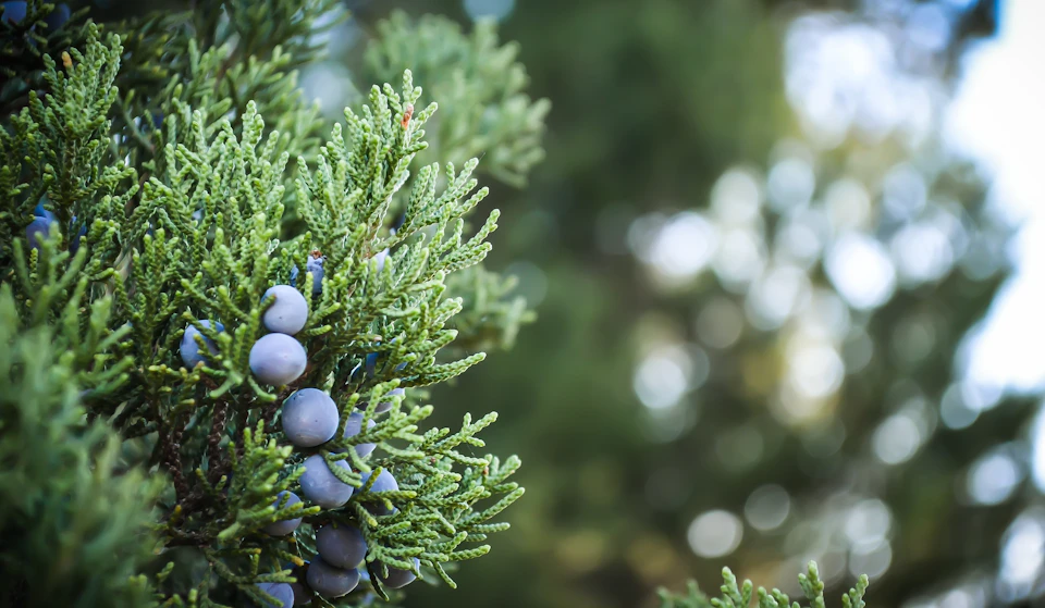 The image shows a close-up view of a tree branch with numerous small, round blue berries hanging from it. The berries are scattered across the branch, creating a vibrant contrast against the green leaves and branches. In the background, there is a blurred tree trunk and foliage, providing depth to the scene and emphasizing the focus on the berry bush.