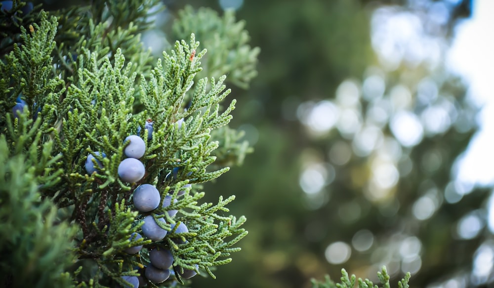 selective focus photography of purple berries