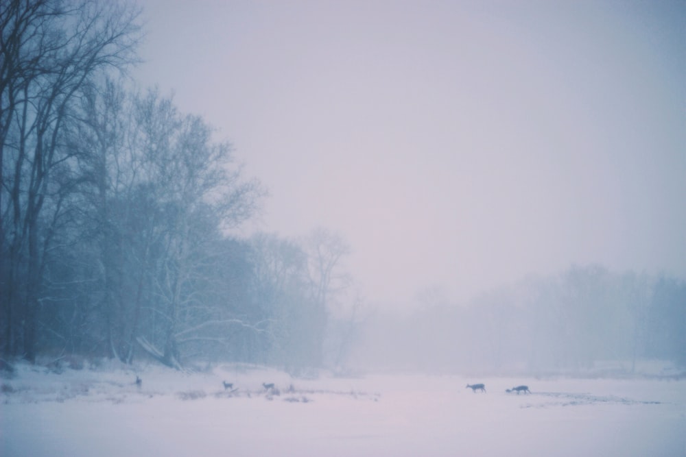 animal walking on land covered with snow near bare trees