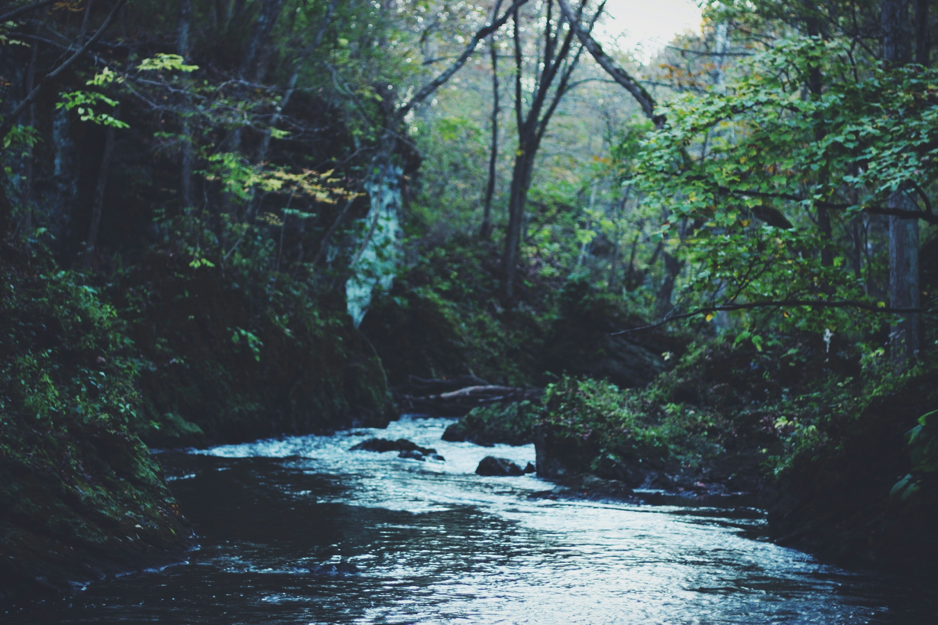 Creek in the dark forest