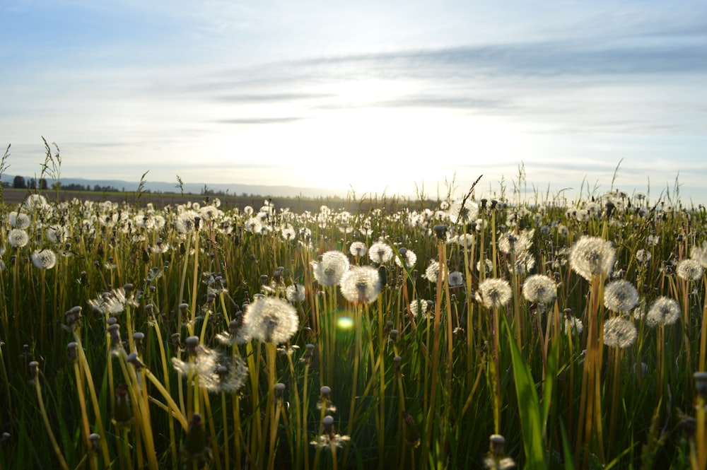 flor de diente de león en campo de hierba verde