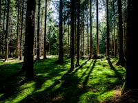 Forest Park