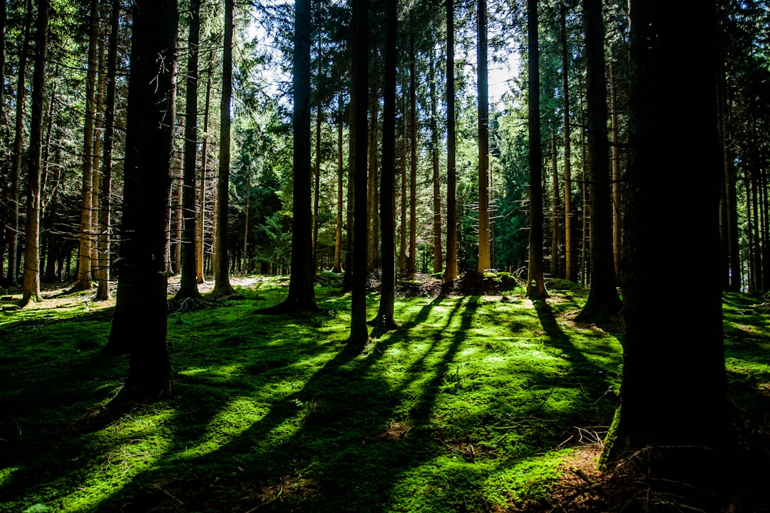 Tree shadows on moss