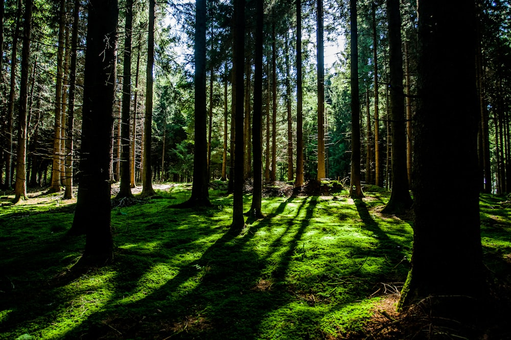 Landschaftsfotografie des grünen Waldes