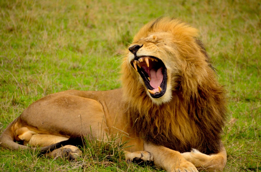 A male lion roaring while lying on grass