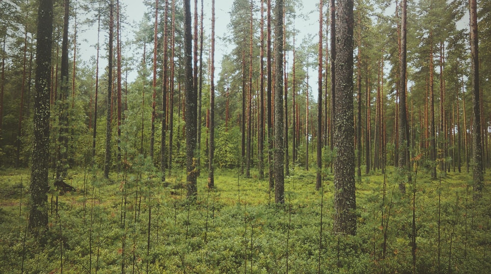 grüne Laubbäume auf der Wiese