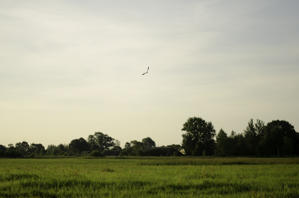 scenery of trees