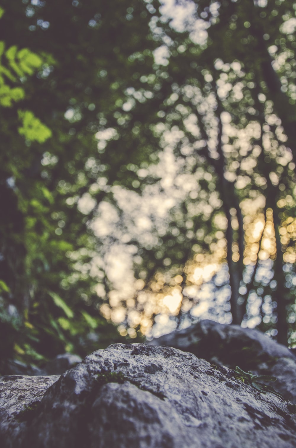 A large coarse rock under a canopy of trees against a bokeh background