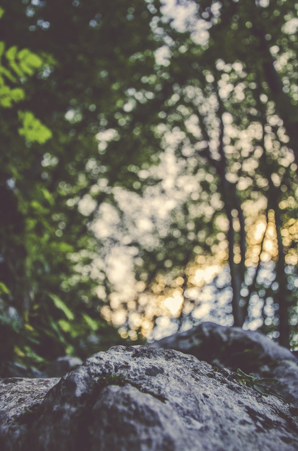 Ein großer, grober Stein unter einem Blätterdach von Bäumen vor einem Bokeh-Hintergrund