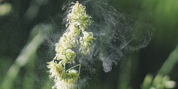 Close-up of pollen grains on a flower, symbolizing seasonal allergies.