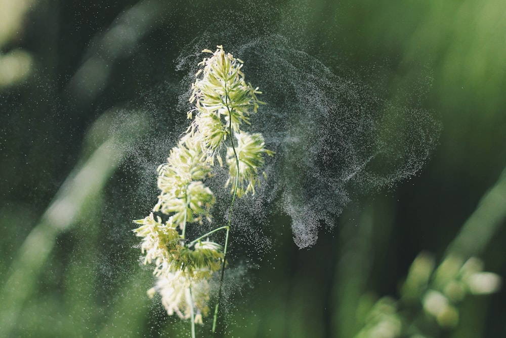 Makrofotografie von weißblättrigen Blüten