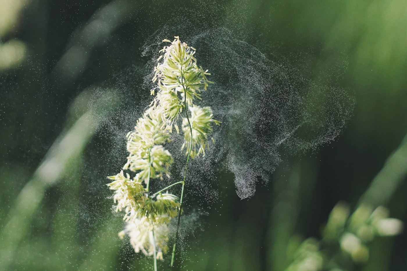 Pollen mist