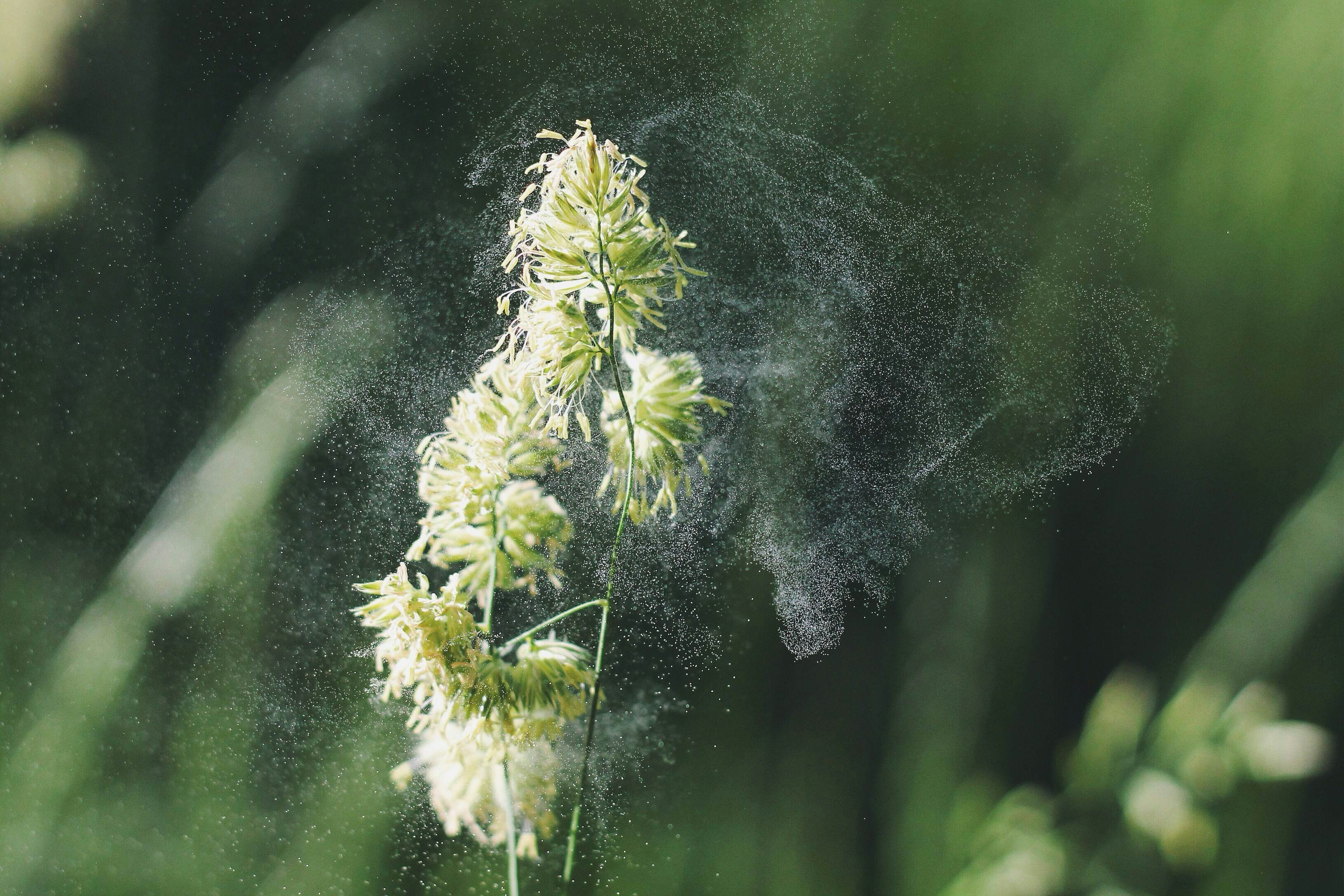 Pollen count chart