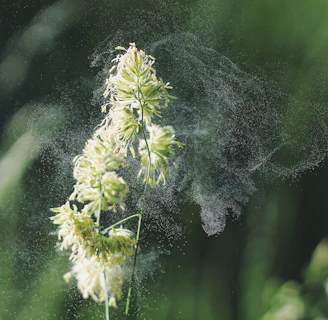 macro photography of white-petaled flowers