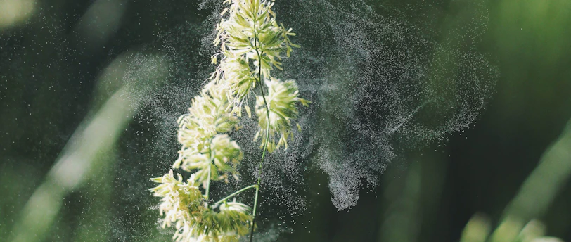 macro photography of white-petaled flowers