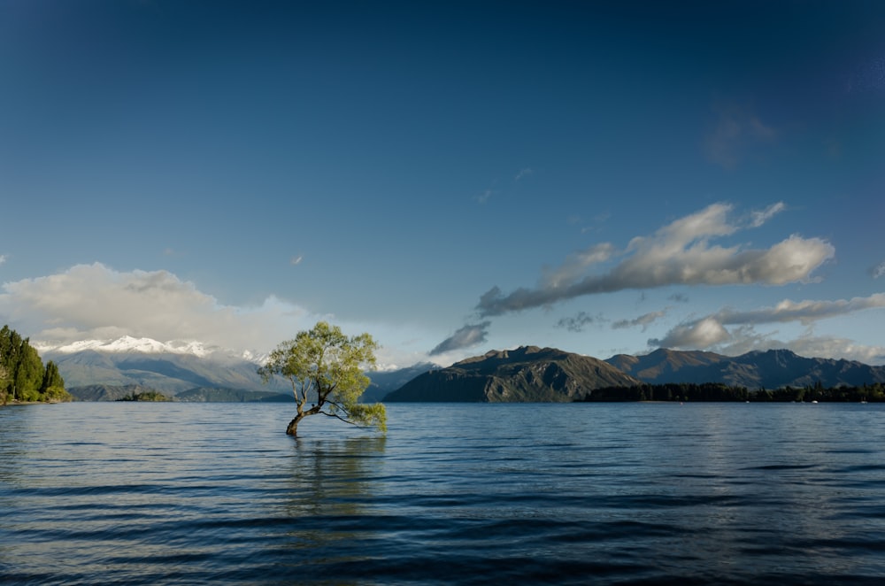 árbol de hojas verdes en el cuerpo de agua en la fotografía de paisajes