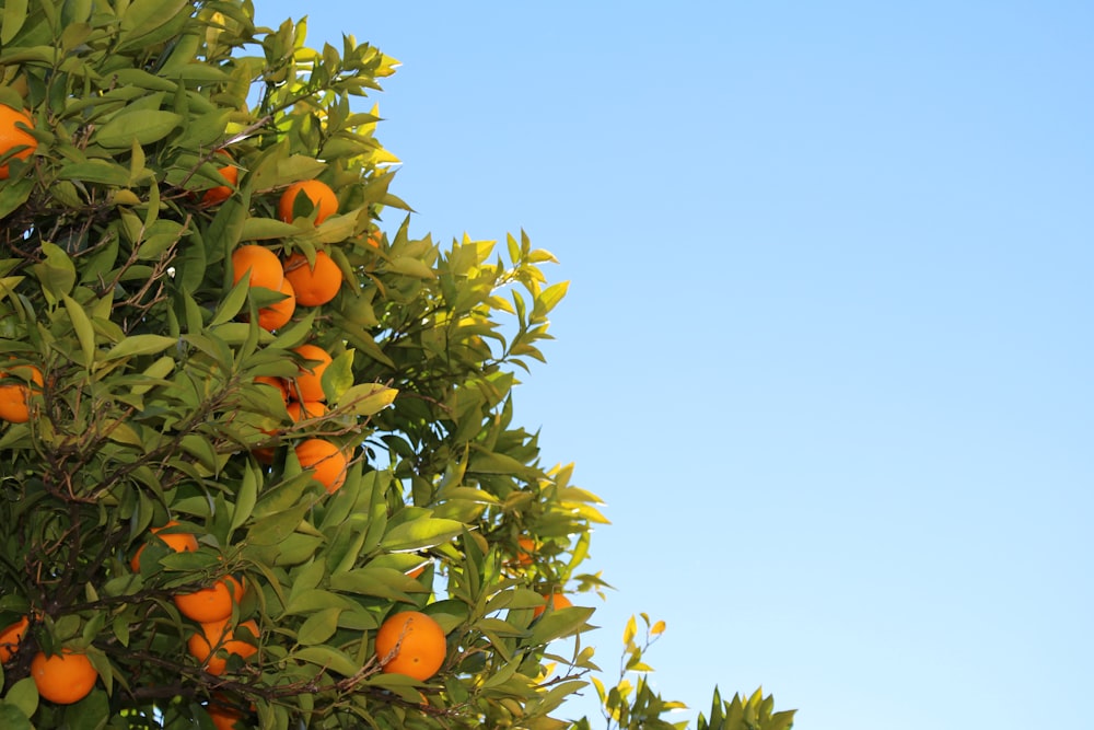 Frutos de naranja en árbol