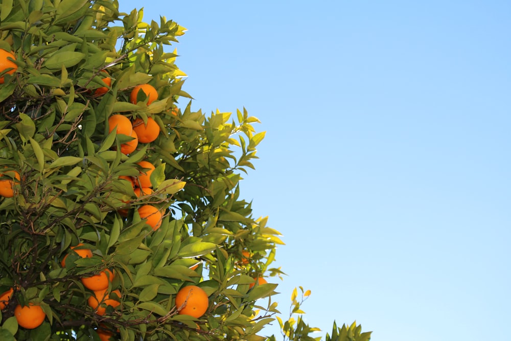 Orangenfrüchte im Baum