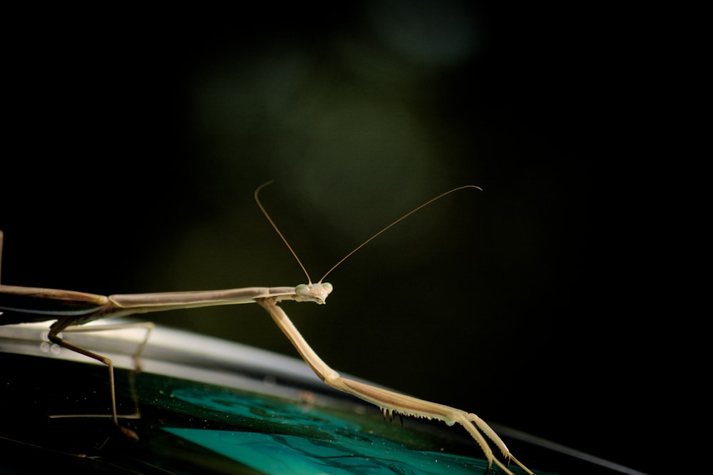 shallow focus photography of brown insect