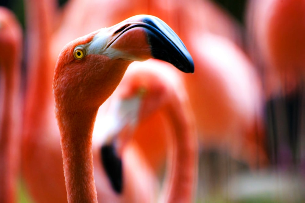 tilt shift lens photography of flamingo bird