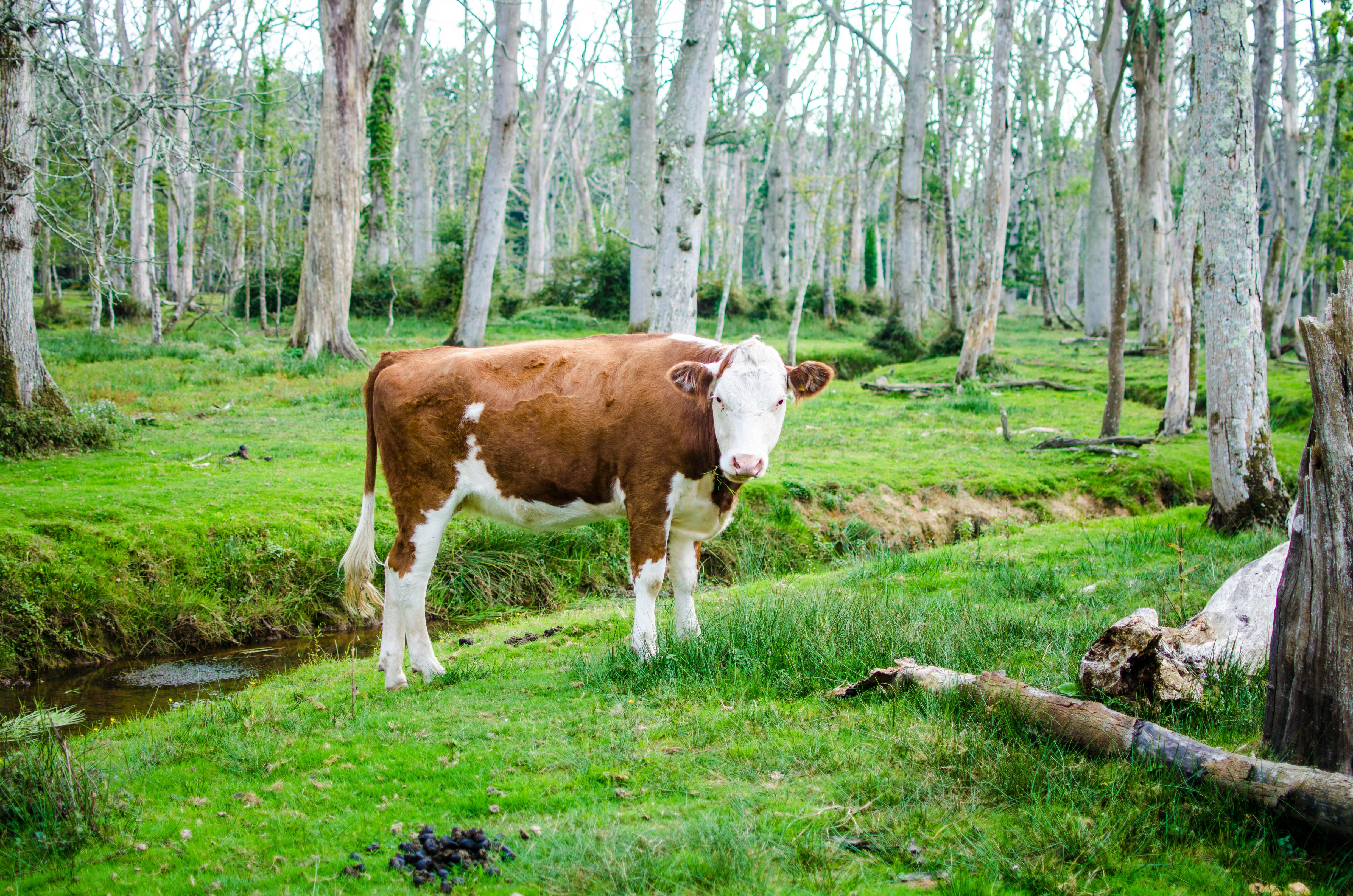 brown and white cattle in forest