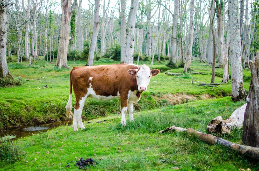 Gado marrom e branco na floresta