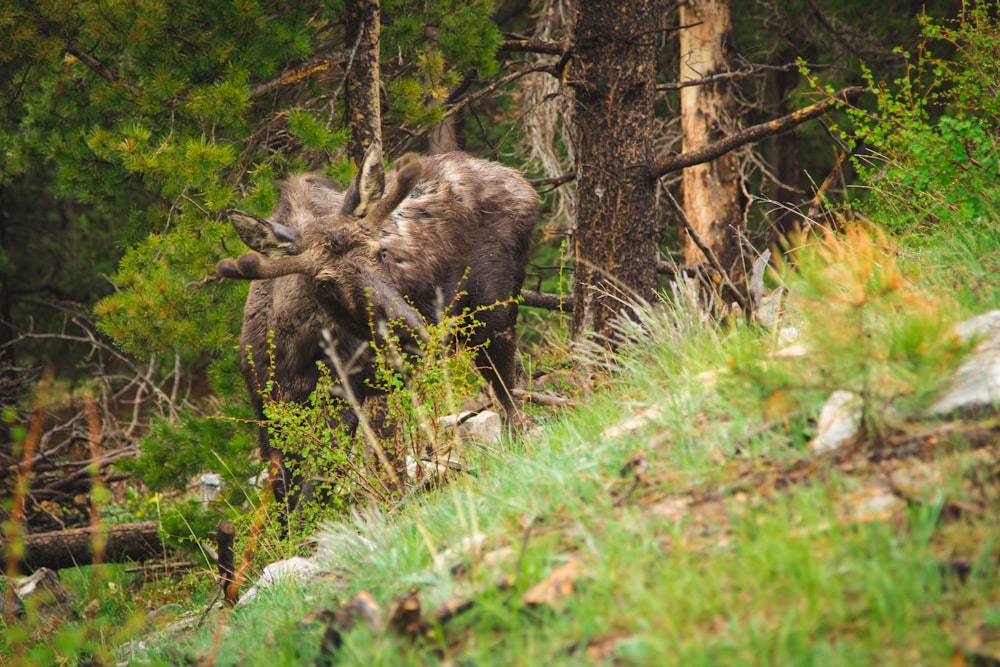 animal brun sur herbe verte