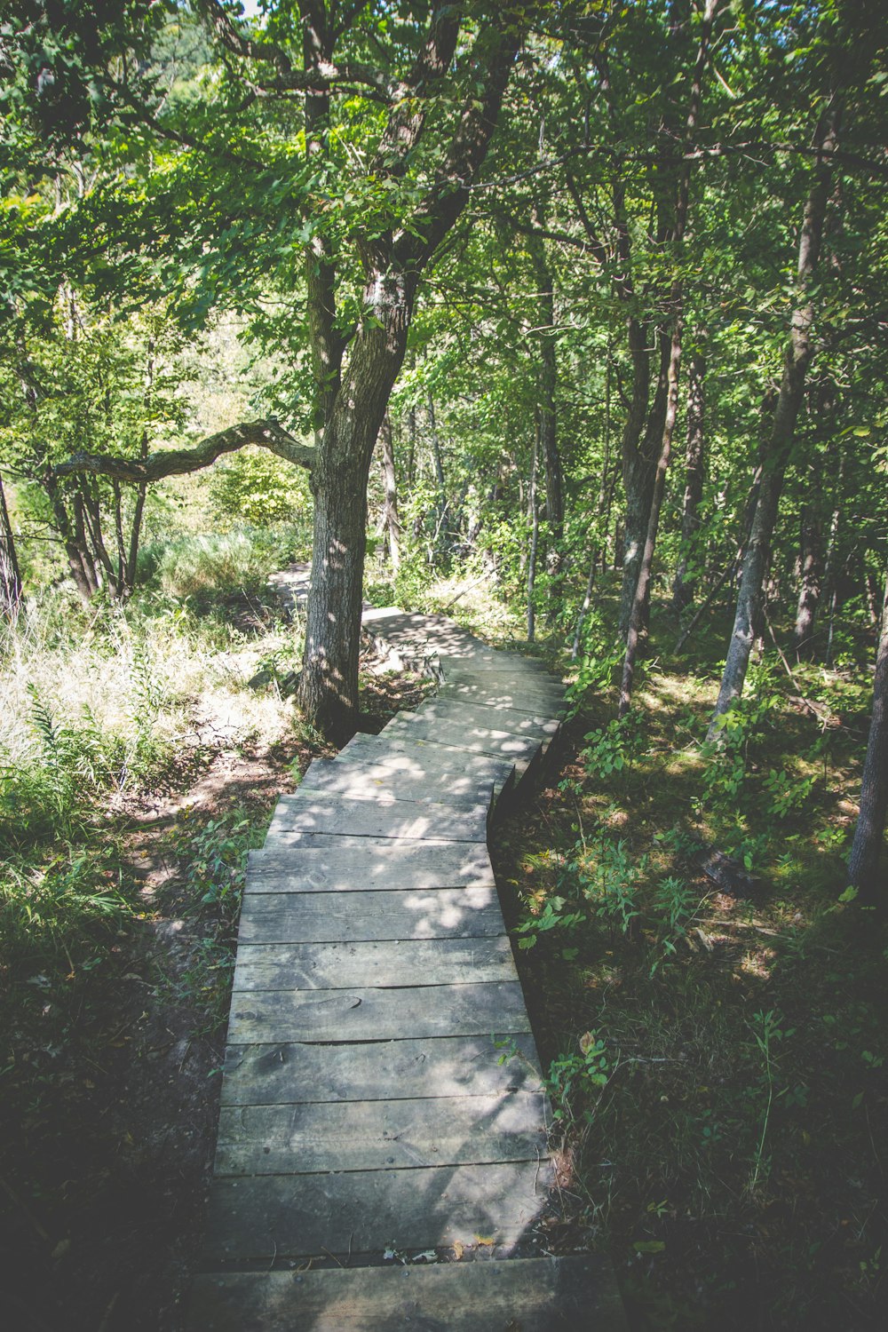 photo of pathway between trees