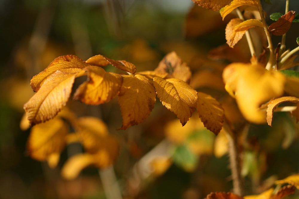 갈색 잎의 틸트 시프트 렌즈 사진