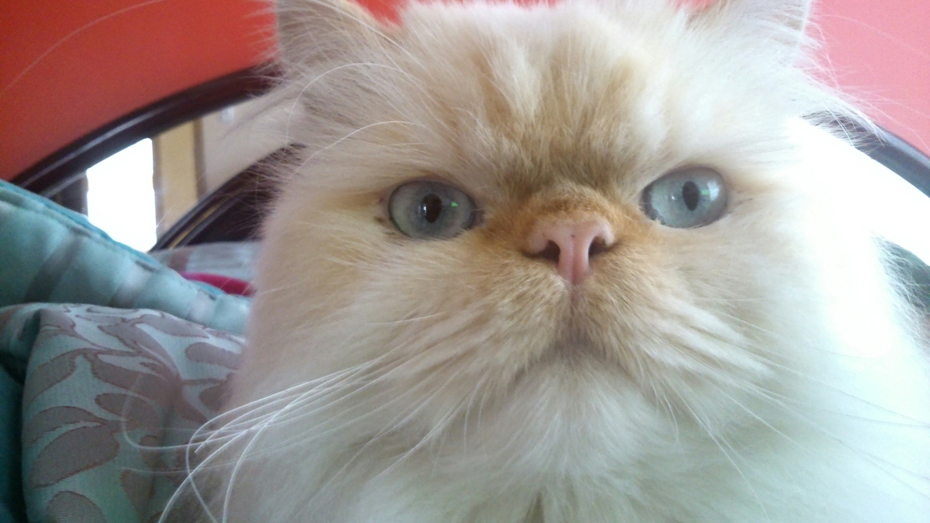 Accesorios para gatos persas
