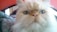 A close-up photo of a calm Persian cat with bright eyes and fluffy fur.