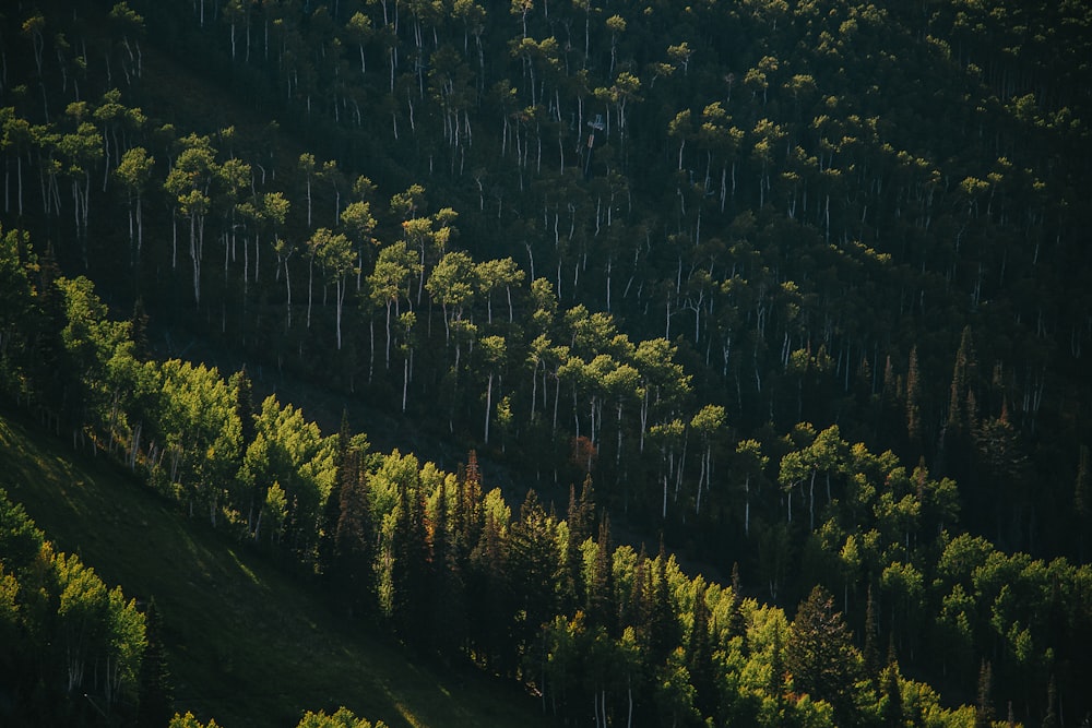 航空写真の緑の松の木