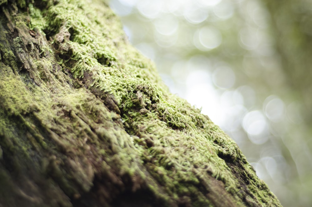 green moss on wood