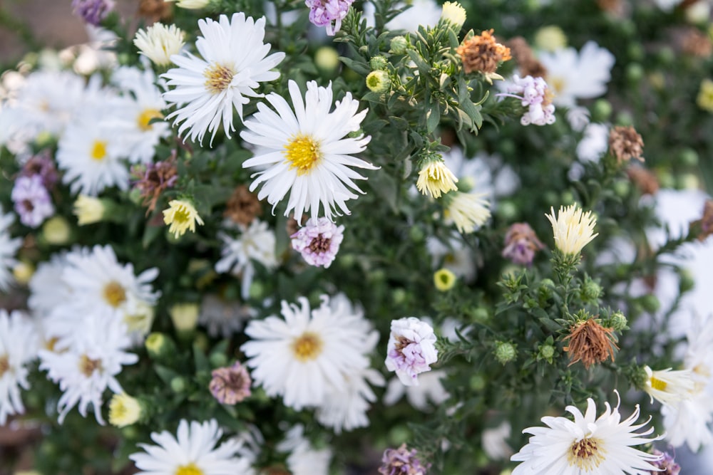 tilt shift lens photography of white daisies