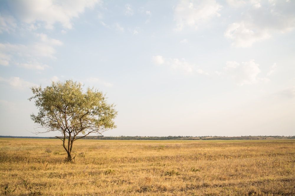 arbre à feuilles vertes près de l’herbe flétrie