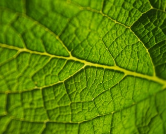 closeup photo of green leaf