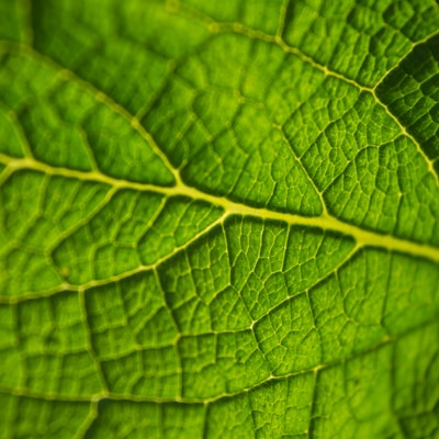 closeup photo of green leaf