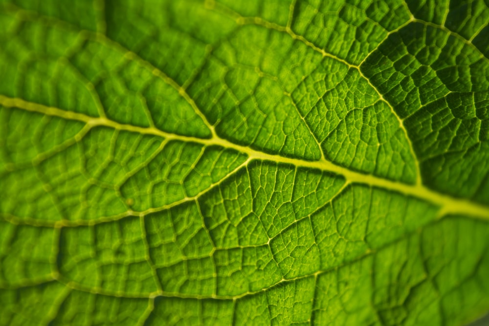 closeup photo of green leaf