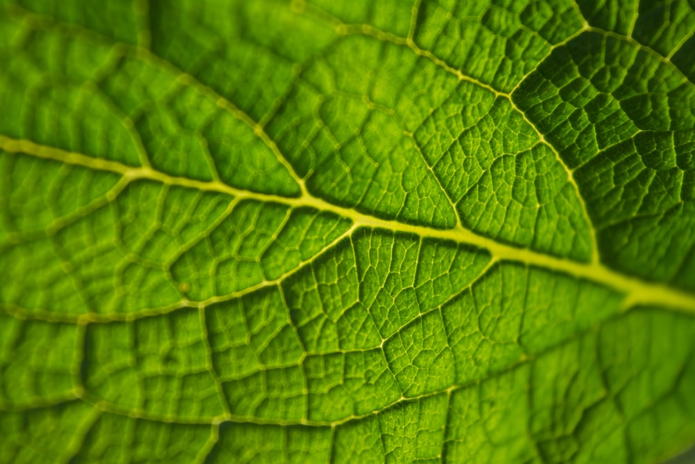 foto de closeup da folha verde